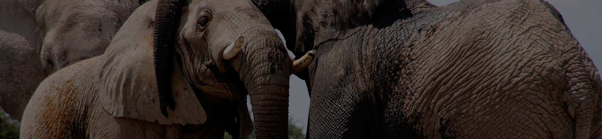 Download Free Elephant Sound Effects | Gfx Sounds