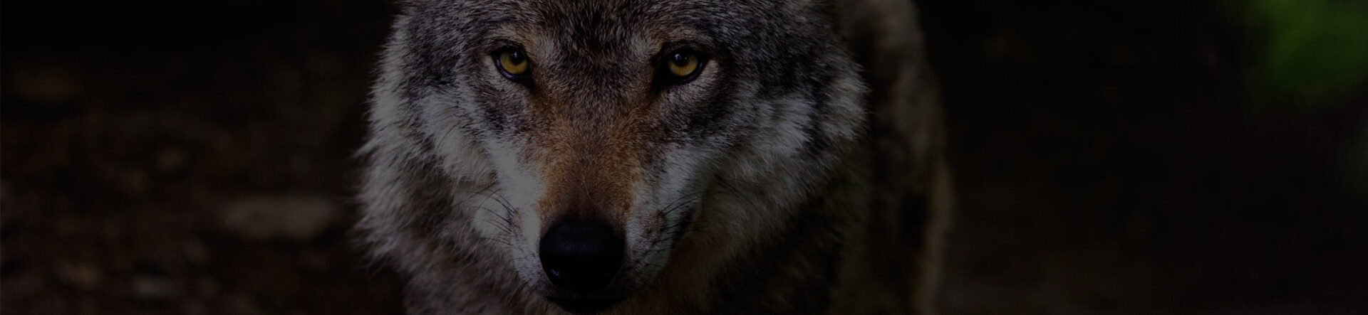 Download Free Wolf Sound Effects | Gfx Sounds