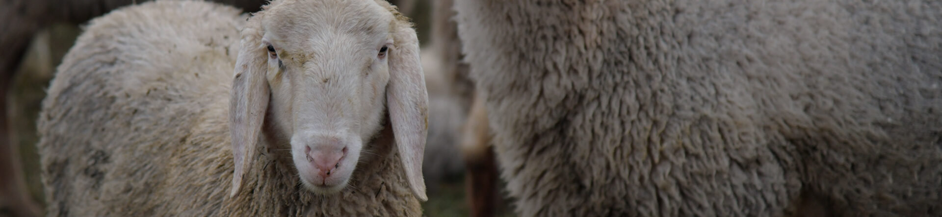 sound of sheep goat